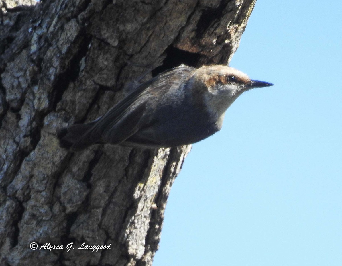 Brown-headed Nuthatch - ML91630831