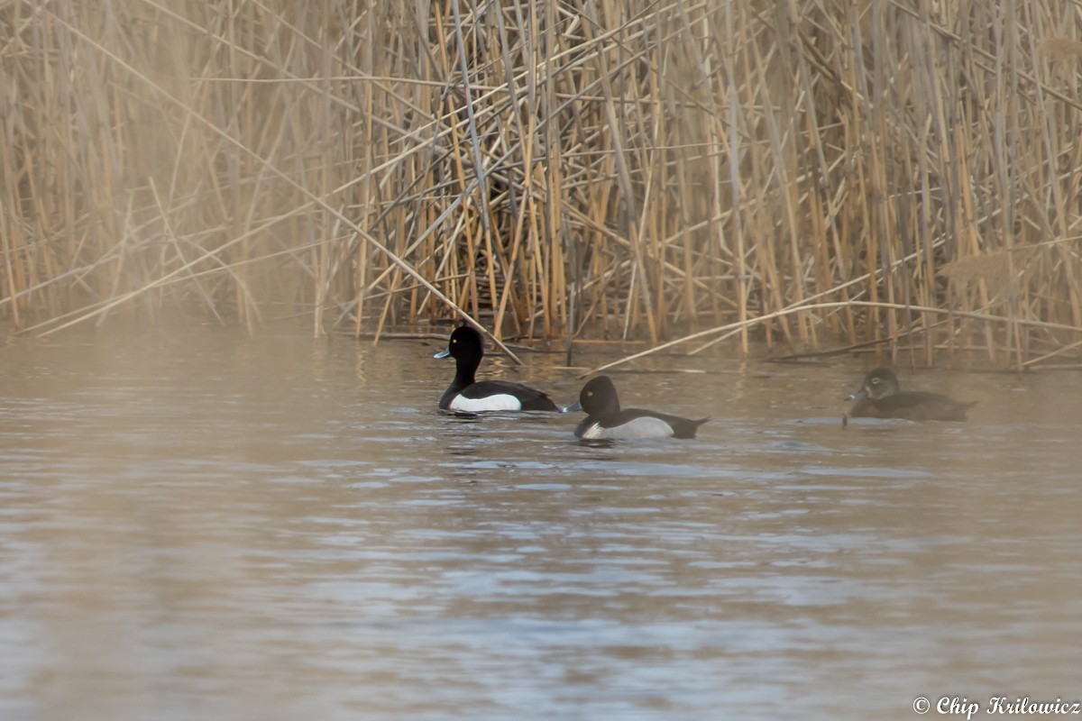 Ring-necked Duck - Chip Krilowicz
