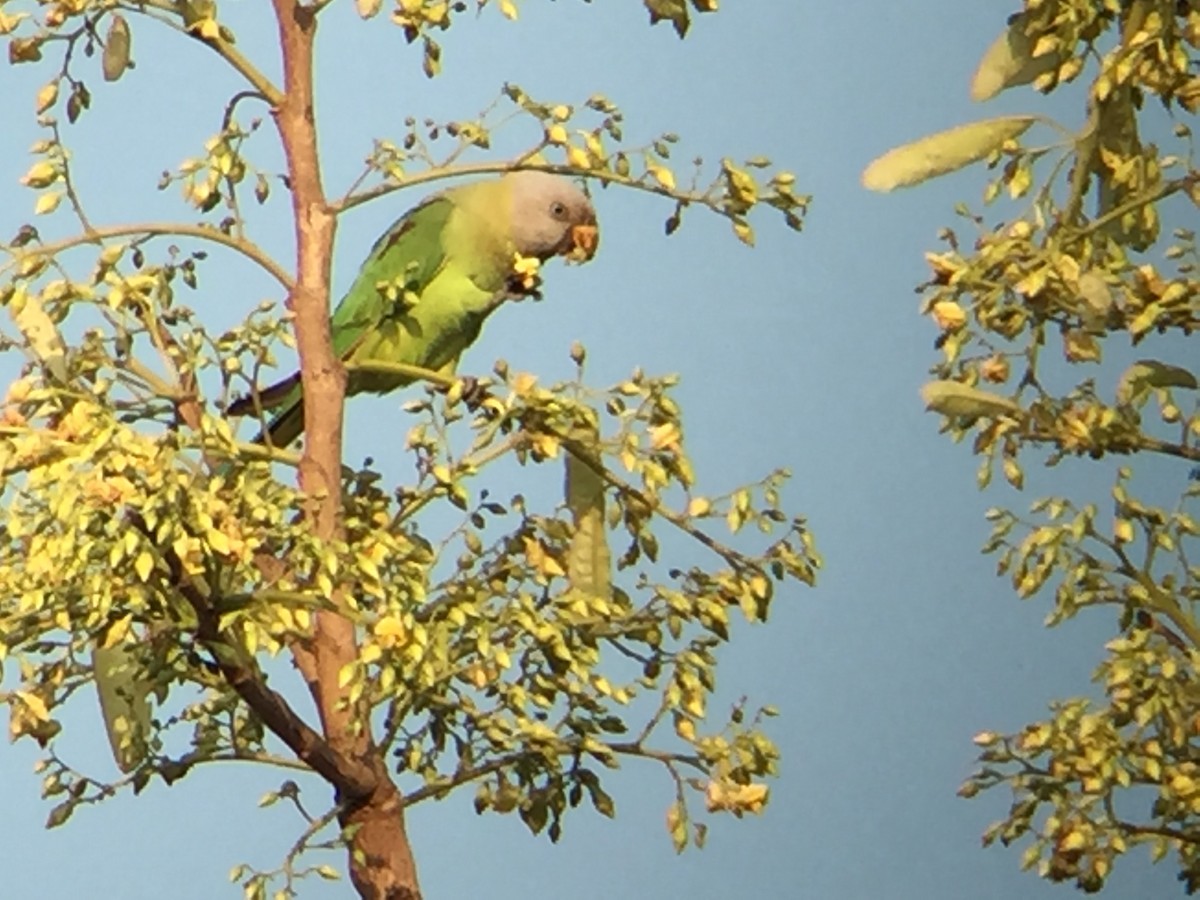 Blossom-headed Parakeet - Peter Paul