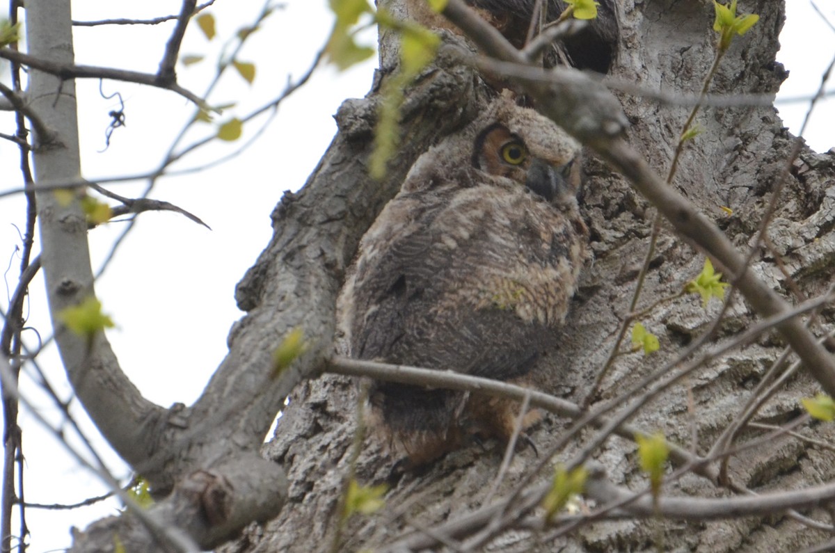 Great Horned Owl - ML91634981