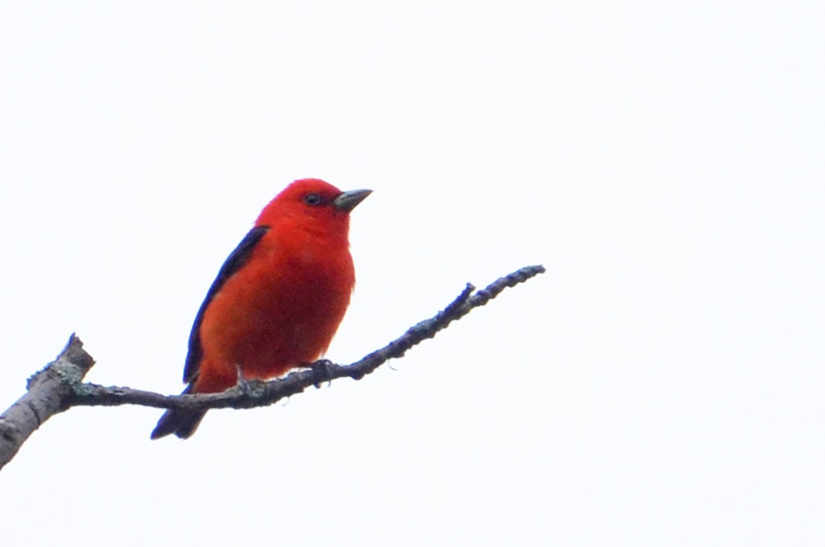Scarlet Tanager - ML91635611