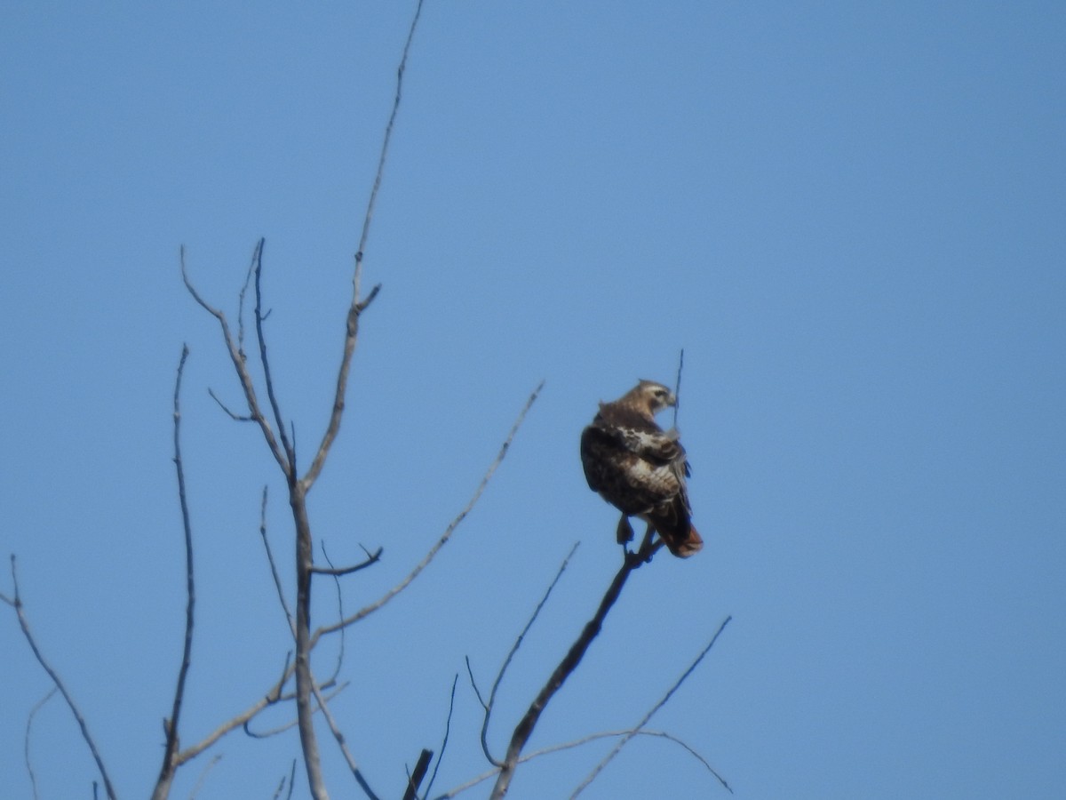 Red-tailed Hawk - ML91637031