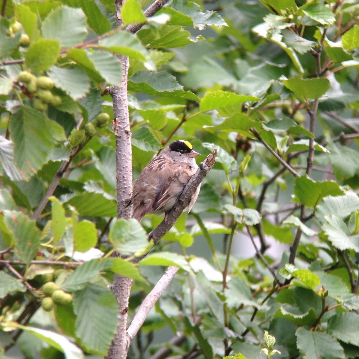 Golden-crowned Sparrow - ML91639331