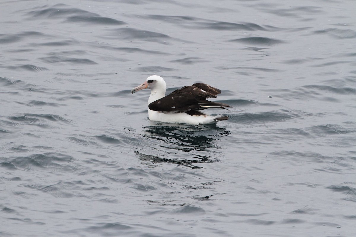 albatros laysanský - ML91639741