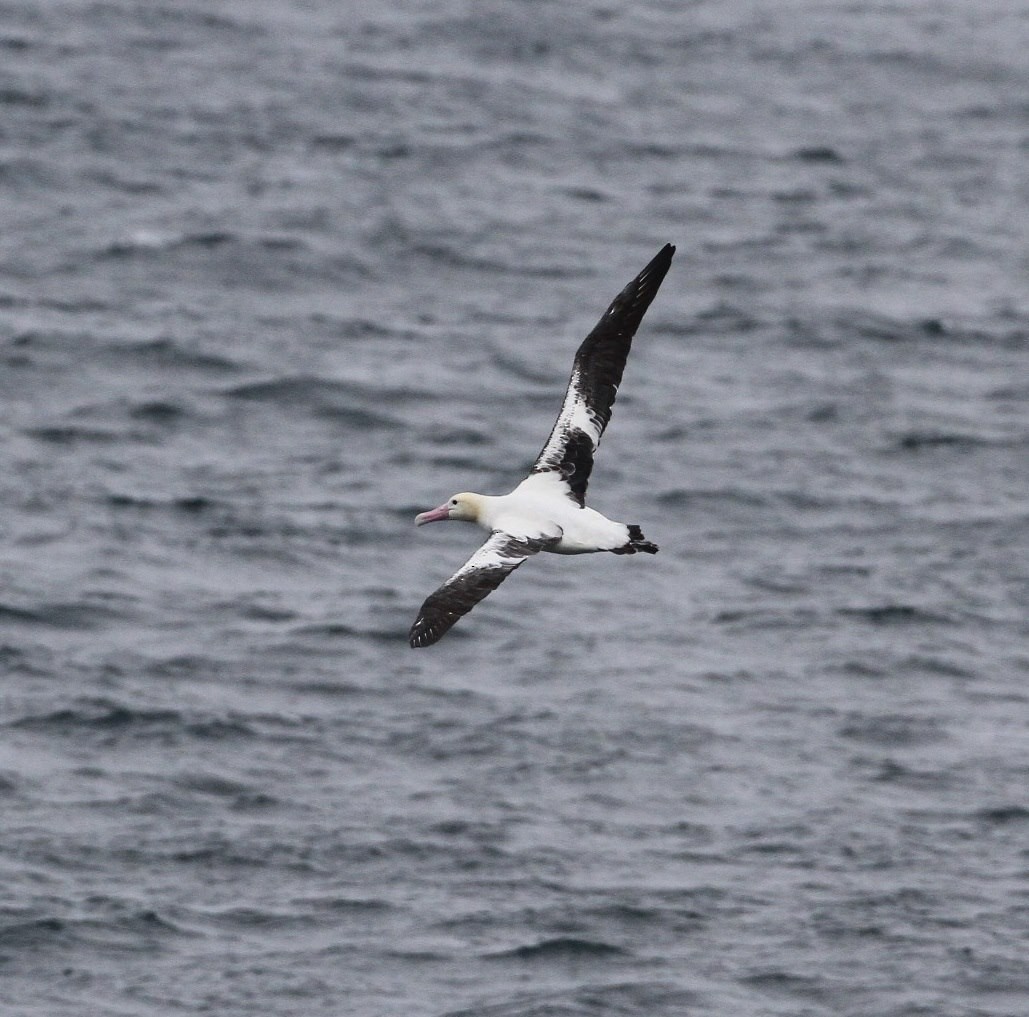 Short-tailed Albatross - JoAnn Hackos