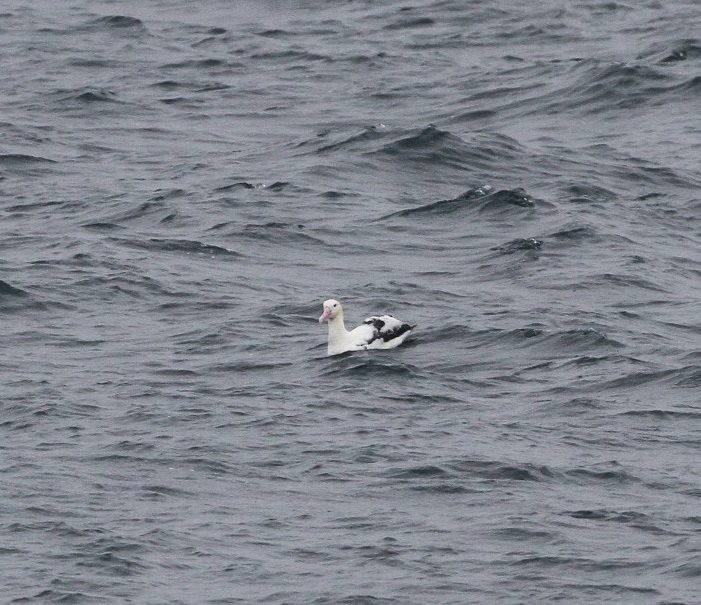Albatros à queue courte - ML91639891