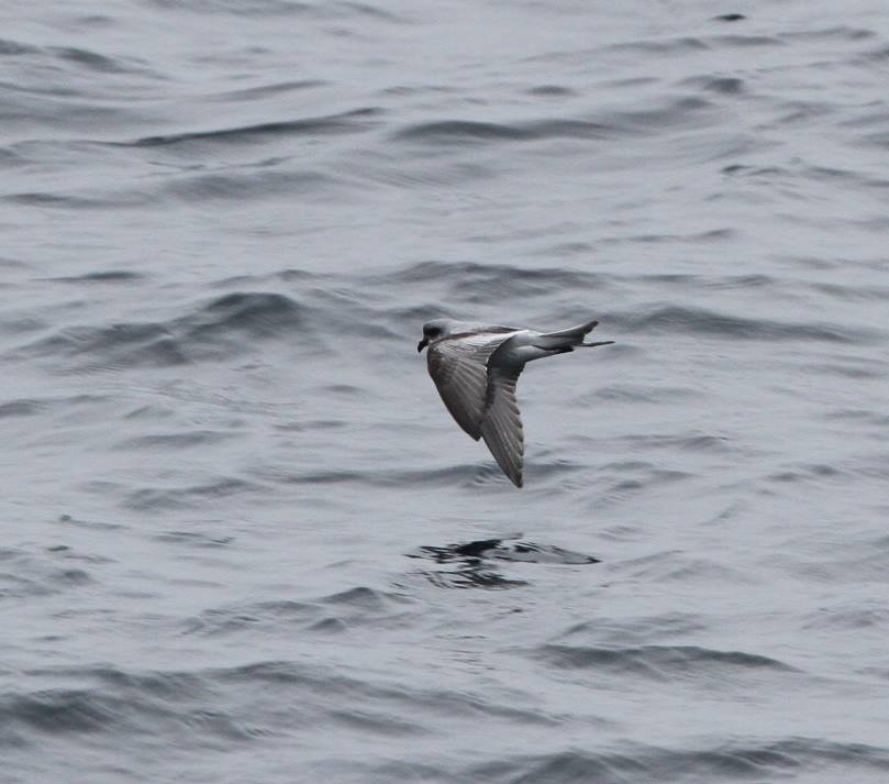 Fork-tailed Storm-Petrel - ML91640141