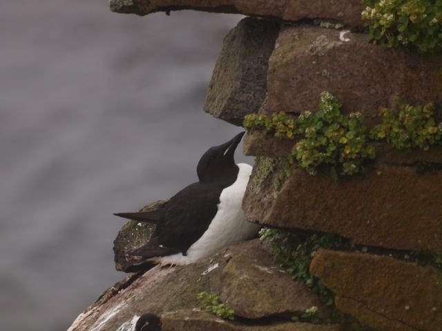 Thick-billed Murre - ML91640551