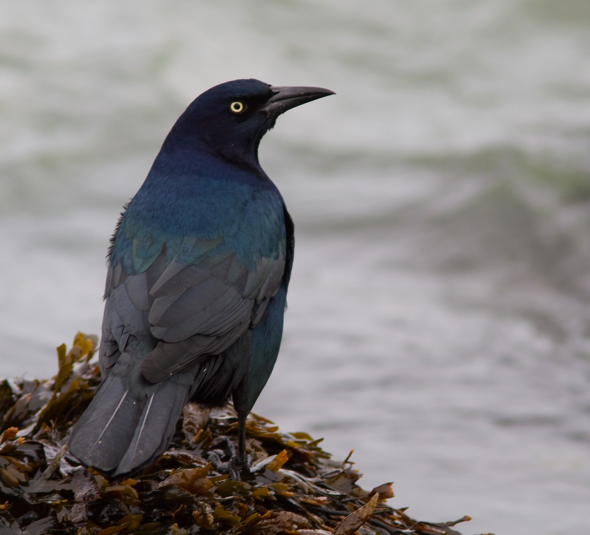 Boat-tailed Grackle - ML91641781