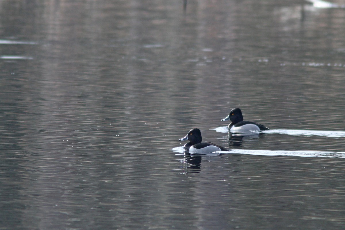 Ring-necked Duck - Larry Therrien