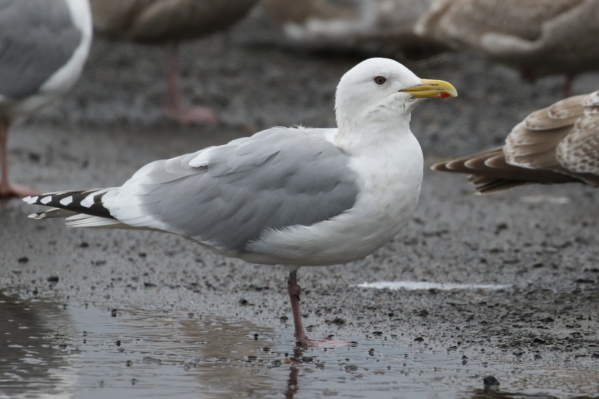 Iceland Gull (Thayer's) - ML91645901