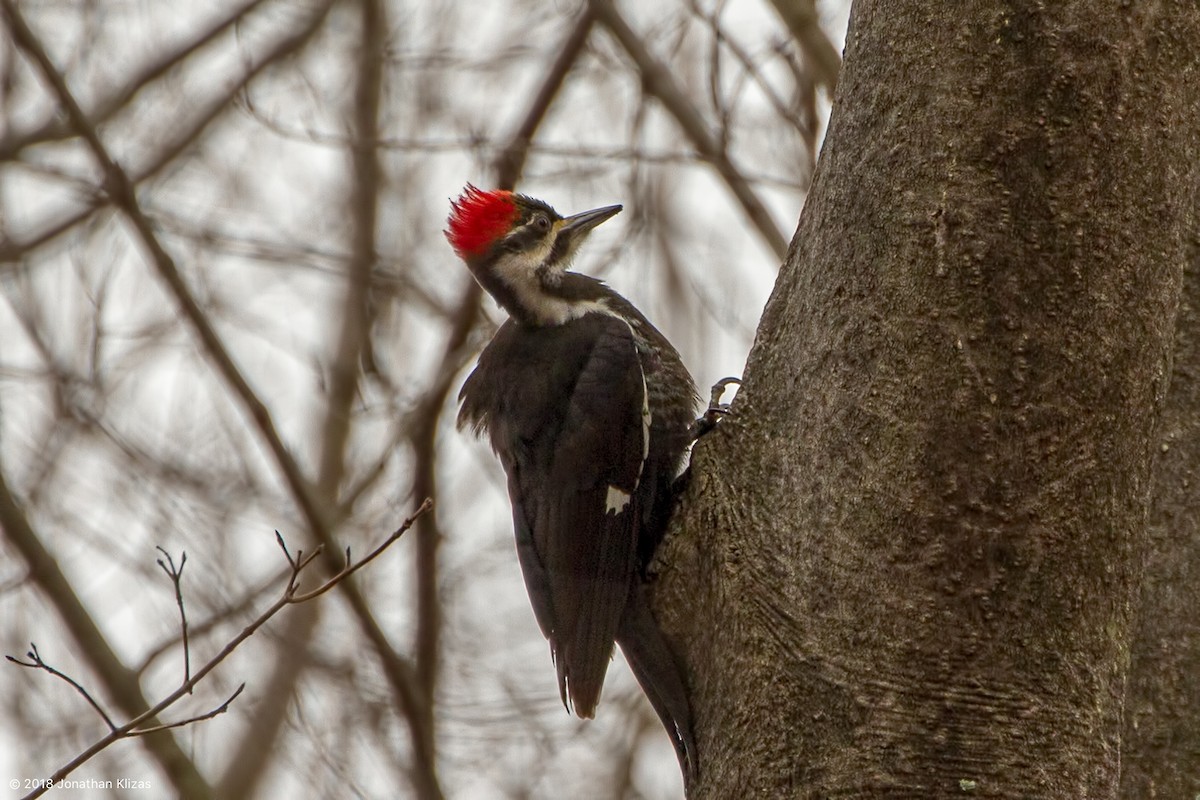 Pileated Woodpecker - Jonathan Klizas