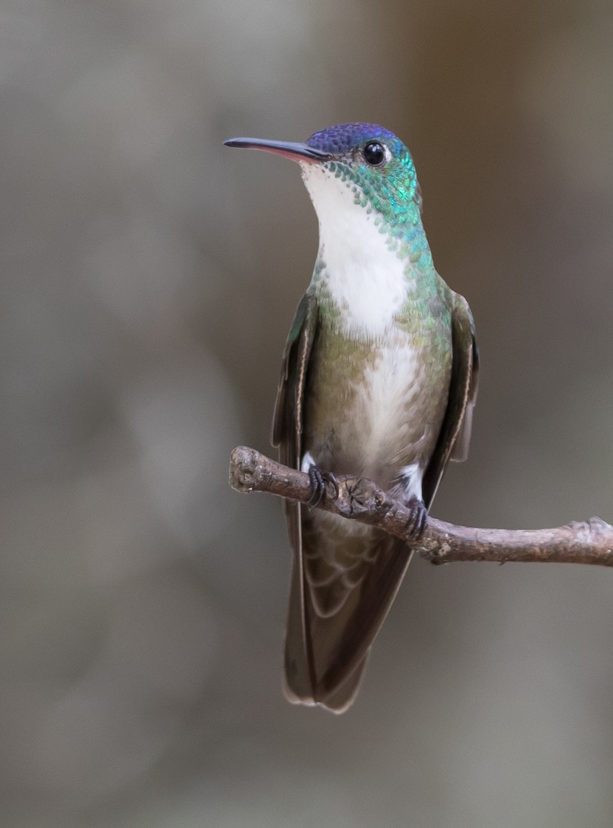 Azure-crowned Hummingbird - ML91657831