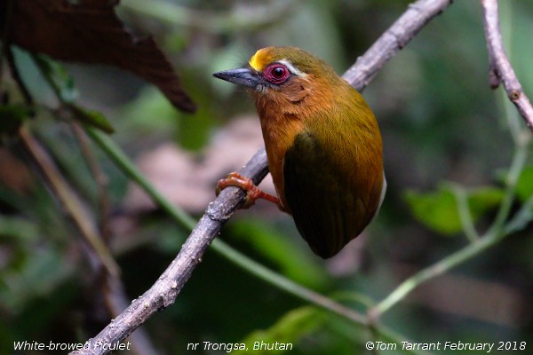 White-browed Piculet - Tom Tarrant