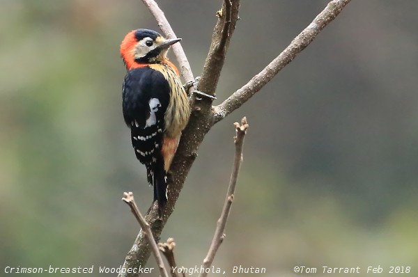 Crimson-naped Woodpecker - Tom Tarrant