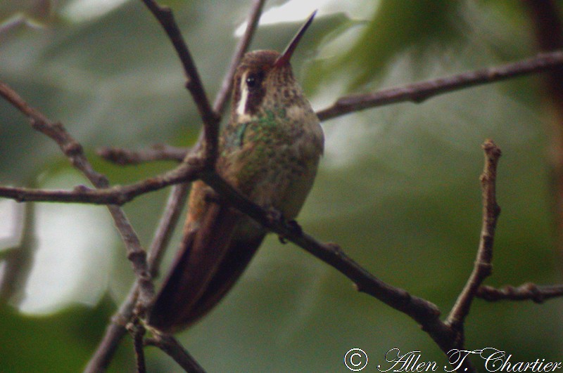 White-eared Hummingbird - Allen Chartier