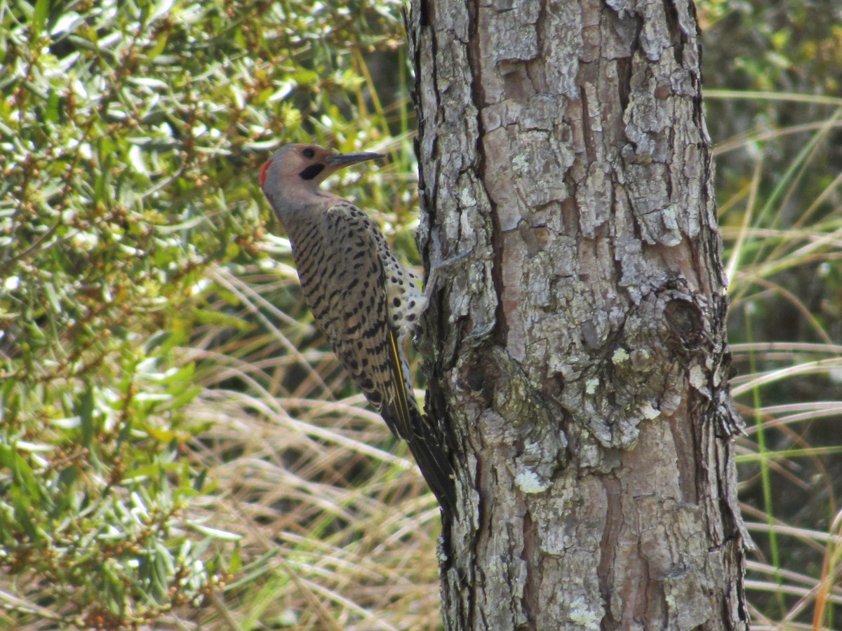 Northern Flicker (Yellow-shafted) - ML91673161