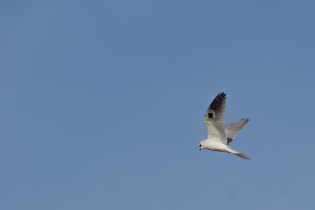 White-tailed Kite - ML91675551