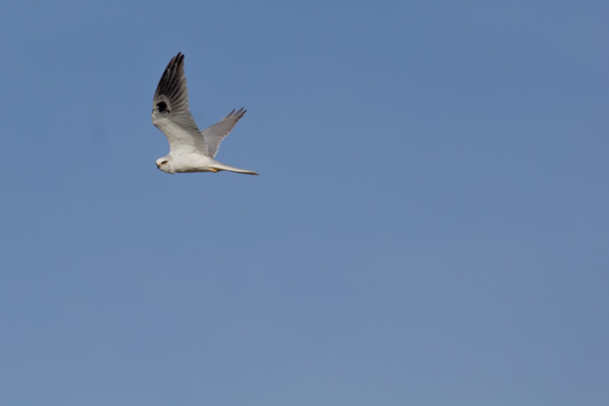 White-tailed Kite - ML91675561