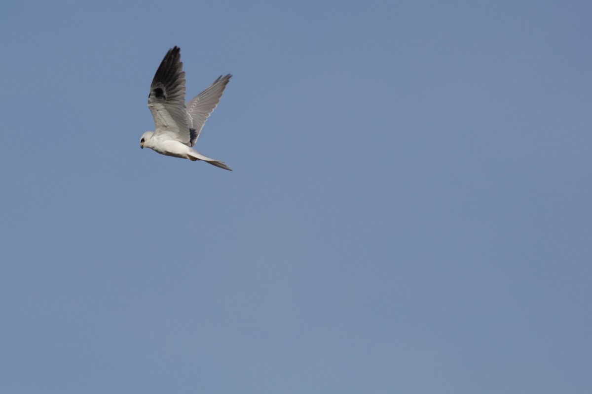 White-tailed Kite - ML91675621