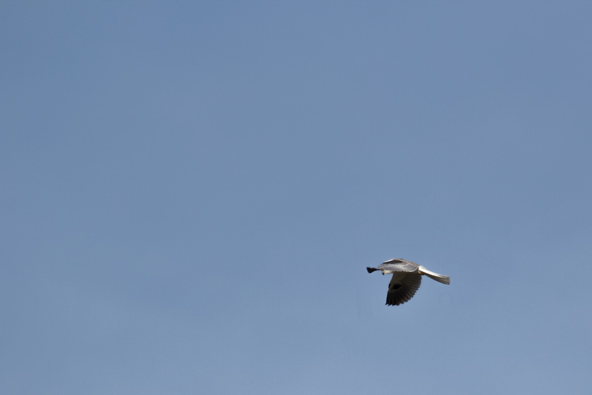 White-tailed Kite - ML91675721