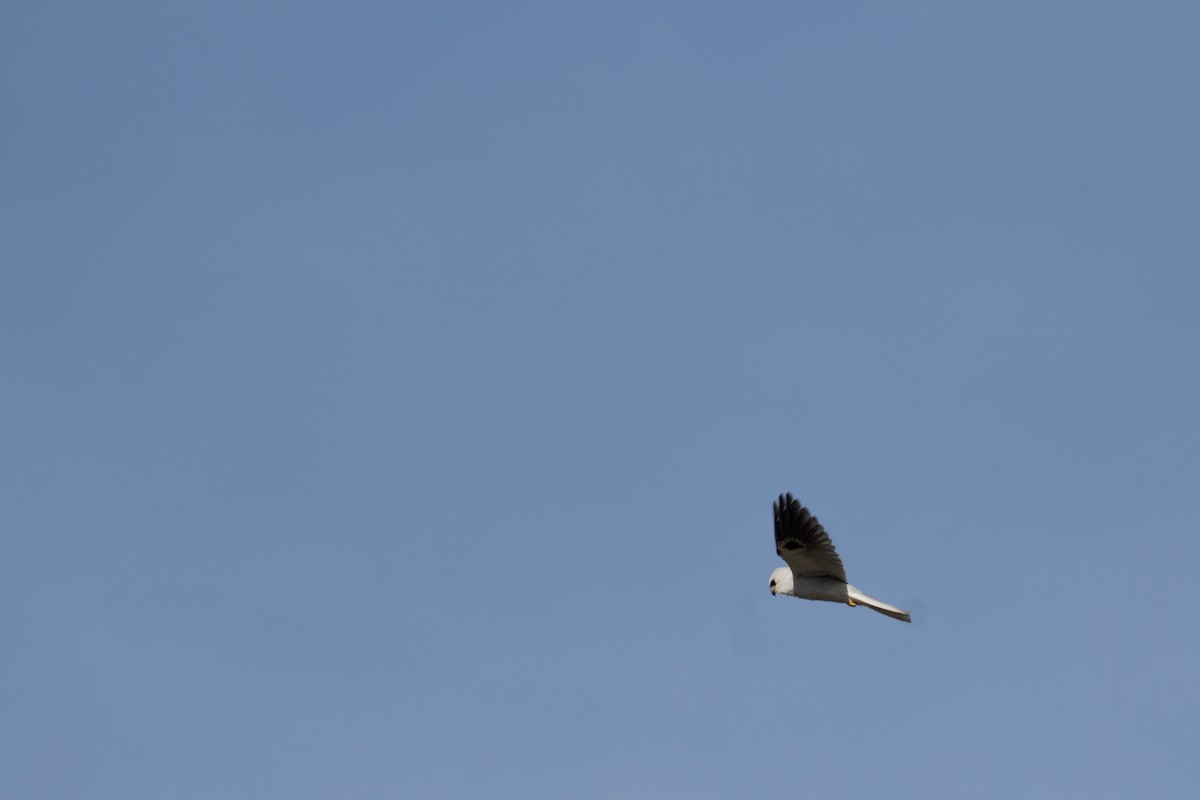 White-tailed Kite - ML91675751