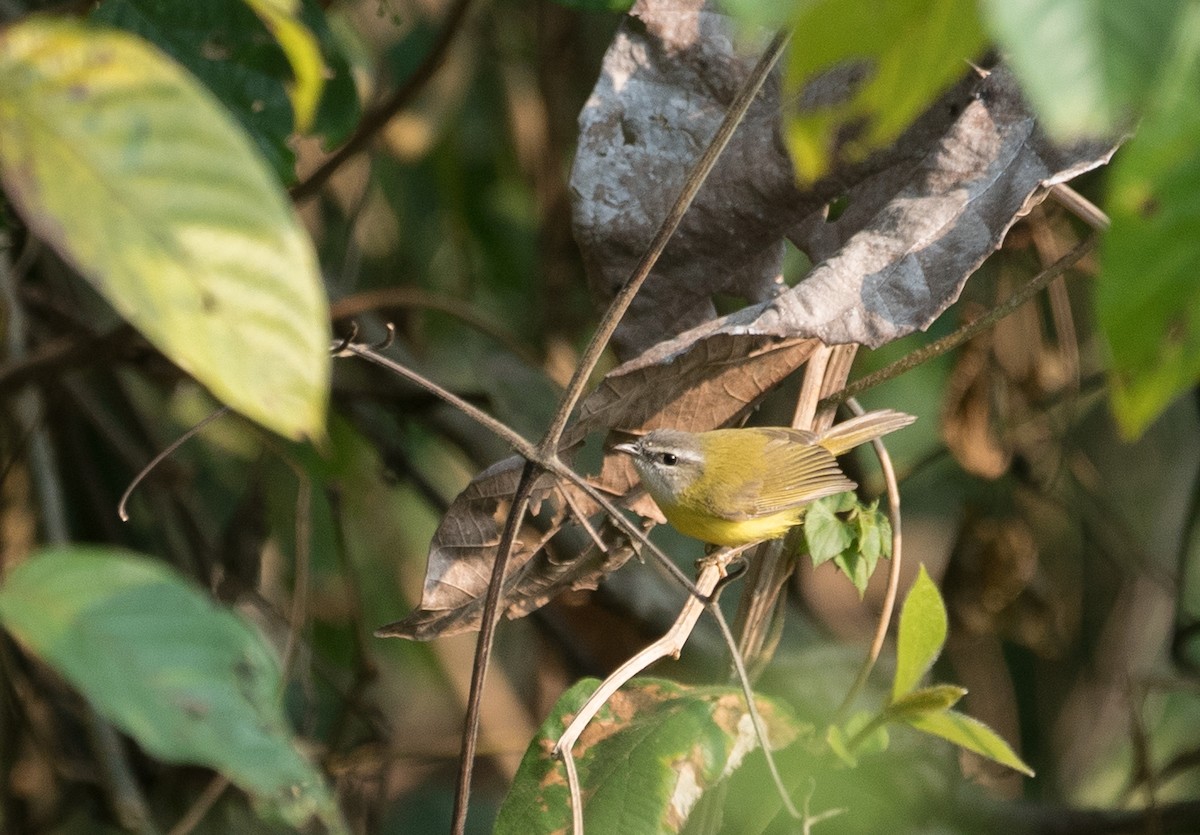 Yellow-bellied Warbler - ML91678341