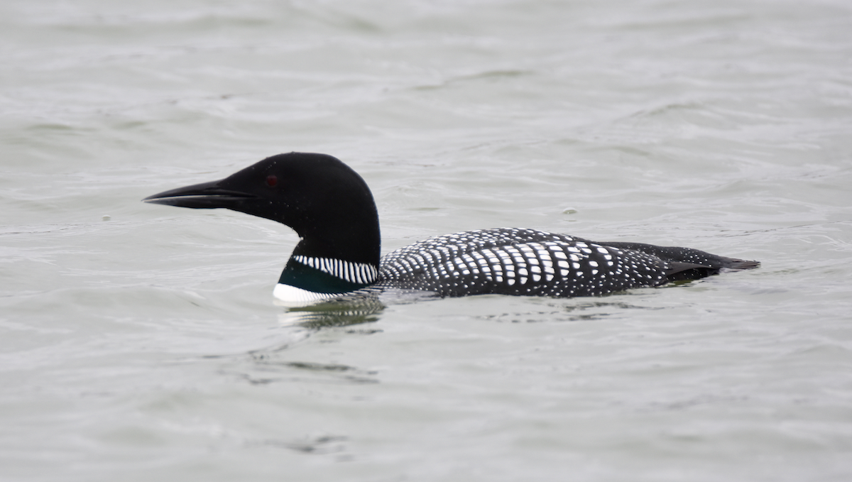 Common Loon - Pete Monacell