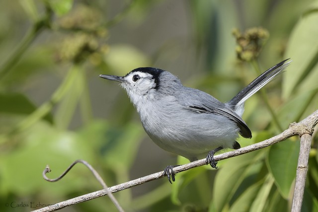 White-browed Gnatcatcher - Polioptila bilineata - Birds of the World