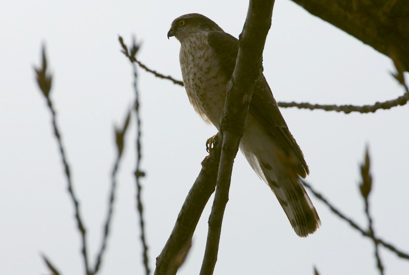 Eurasian Sparrowhawk - ML91679691
