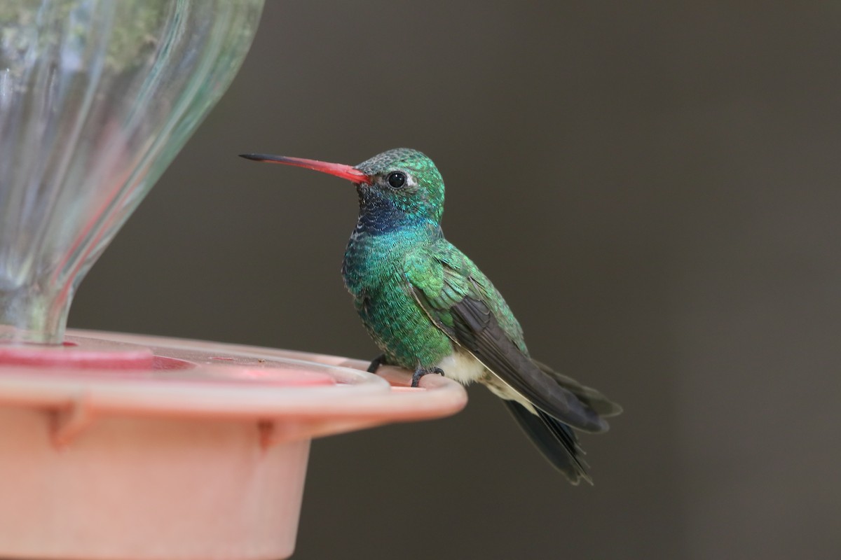 Broad-billed Hummingbird - Robert Holland