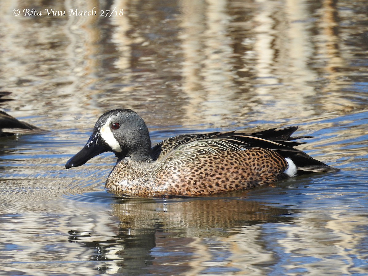 Blue-winged Teal - ML91686251