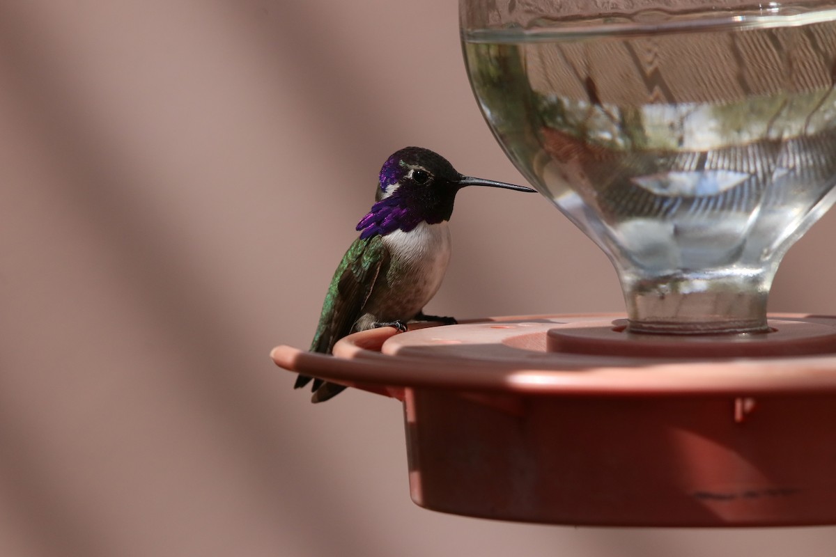 Costa's Hummingbird - Robert Holland