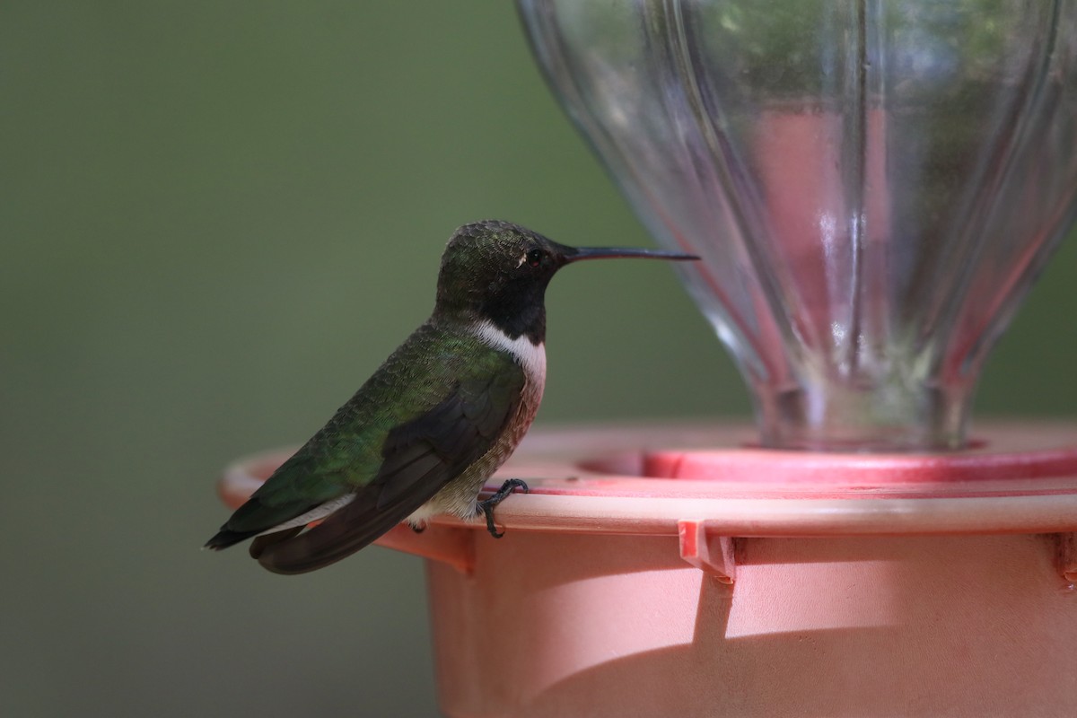 Black-chinned Hummingbird - Robert Holland