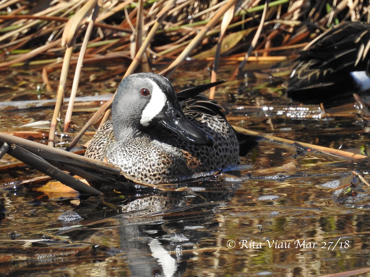 Blue-winged Teal - ML91687821
