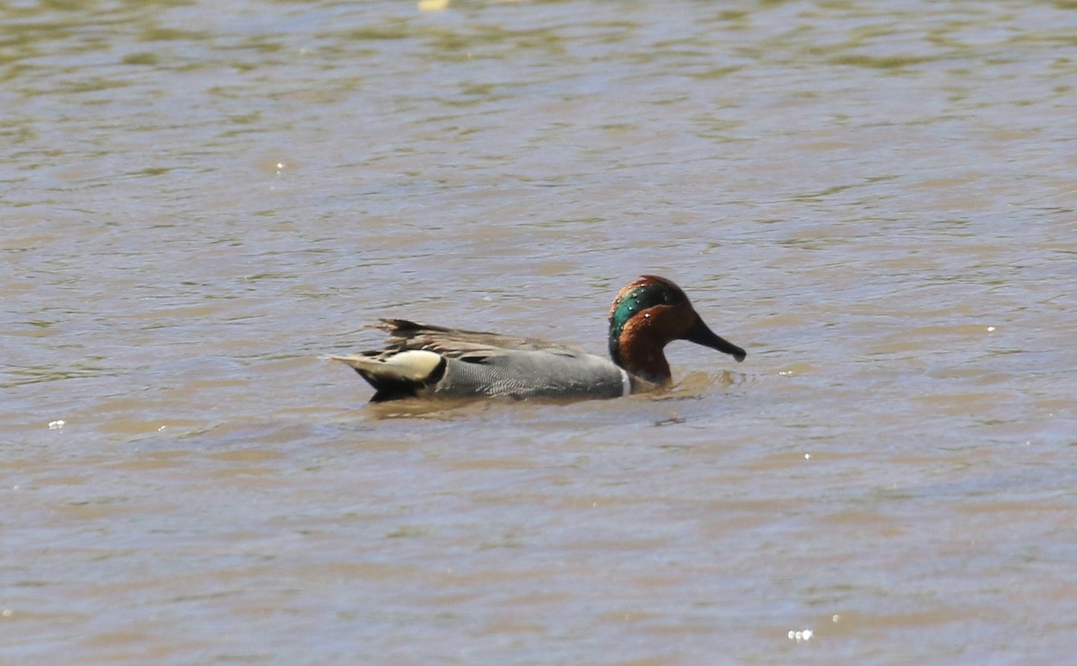 Green-winged Teal - ML91688161