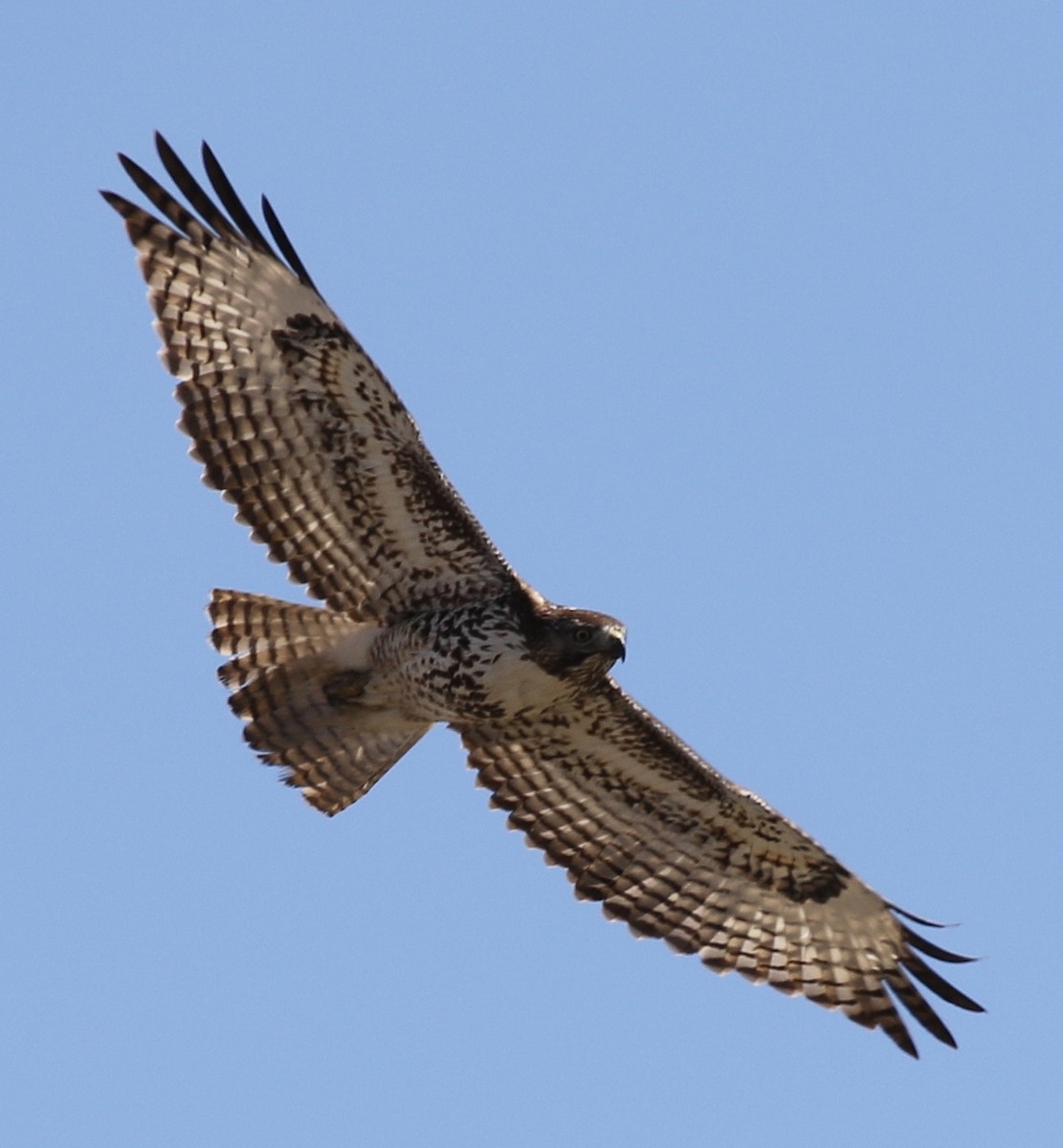 Red-tailed Hawk (calurus/alascensis) - Debby Parker
