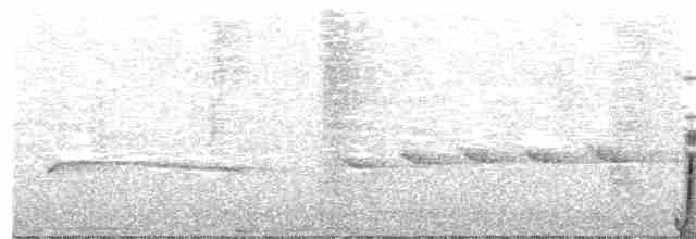 Дивоптах-шилодзьоб чорний - ML91691101