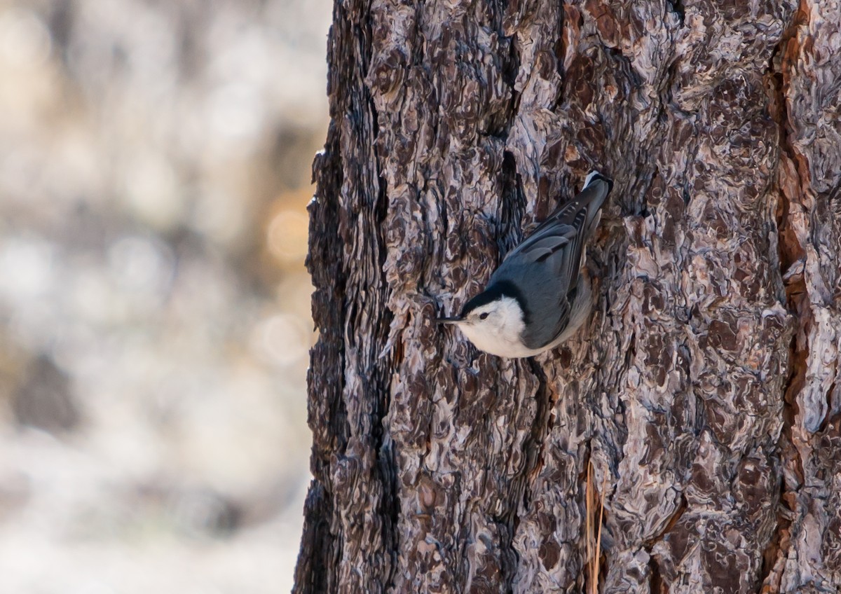 White-breasted Nuthatch - ML91692101