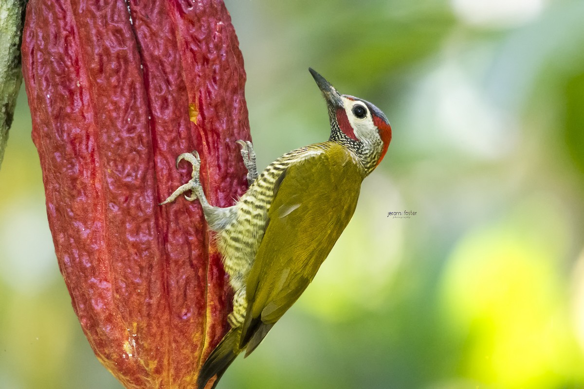 Golden-olive Woodpecker - ML91695671
