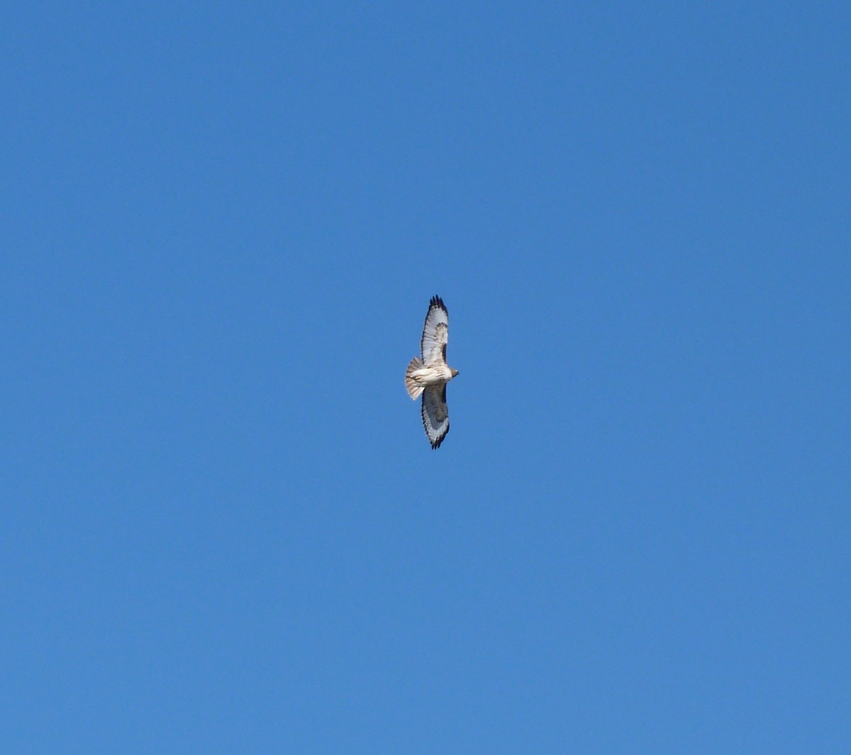 Red-tailed Hawk - ML91696761