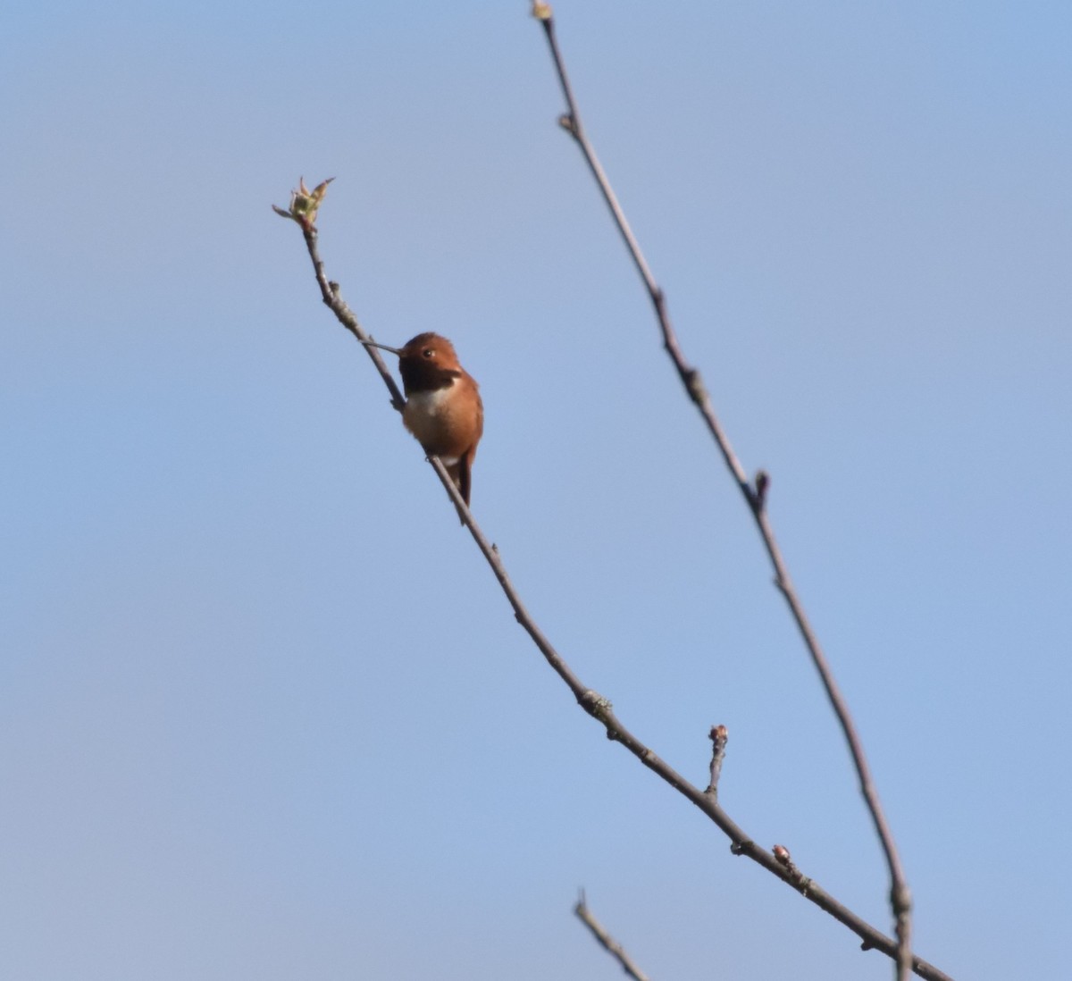 Rufous Hummingbird - ML91700141
