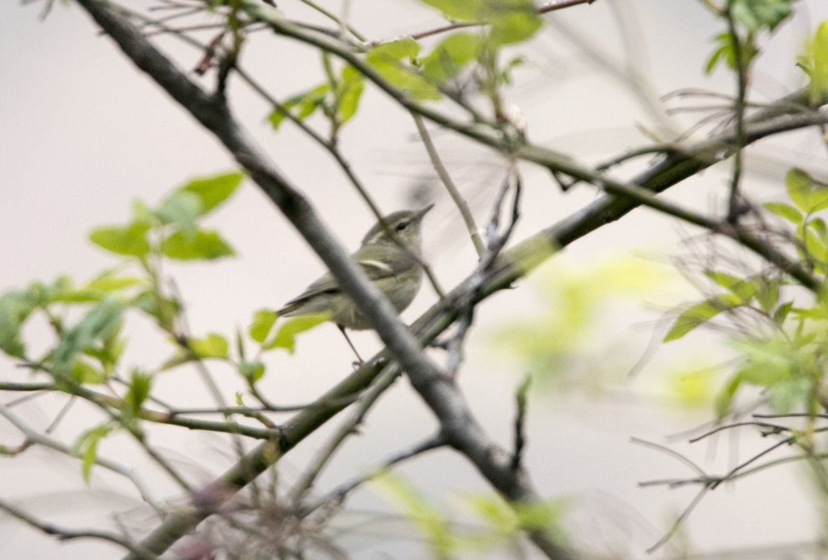 Hume's Warbler - ML91700671