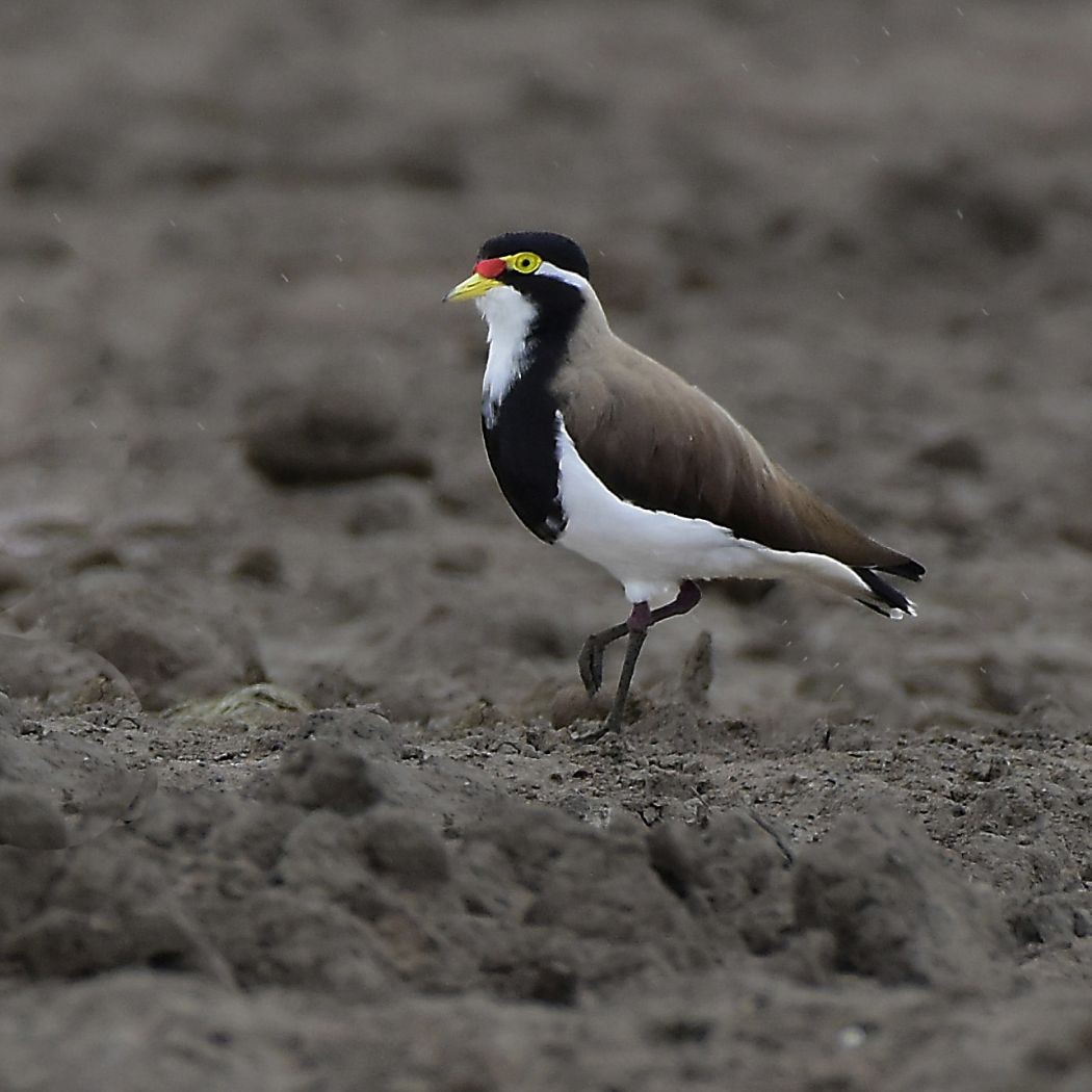 Banded Lapwing - Geelong Field Naturalists Club Bird Group