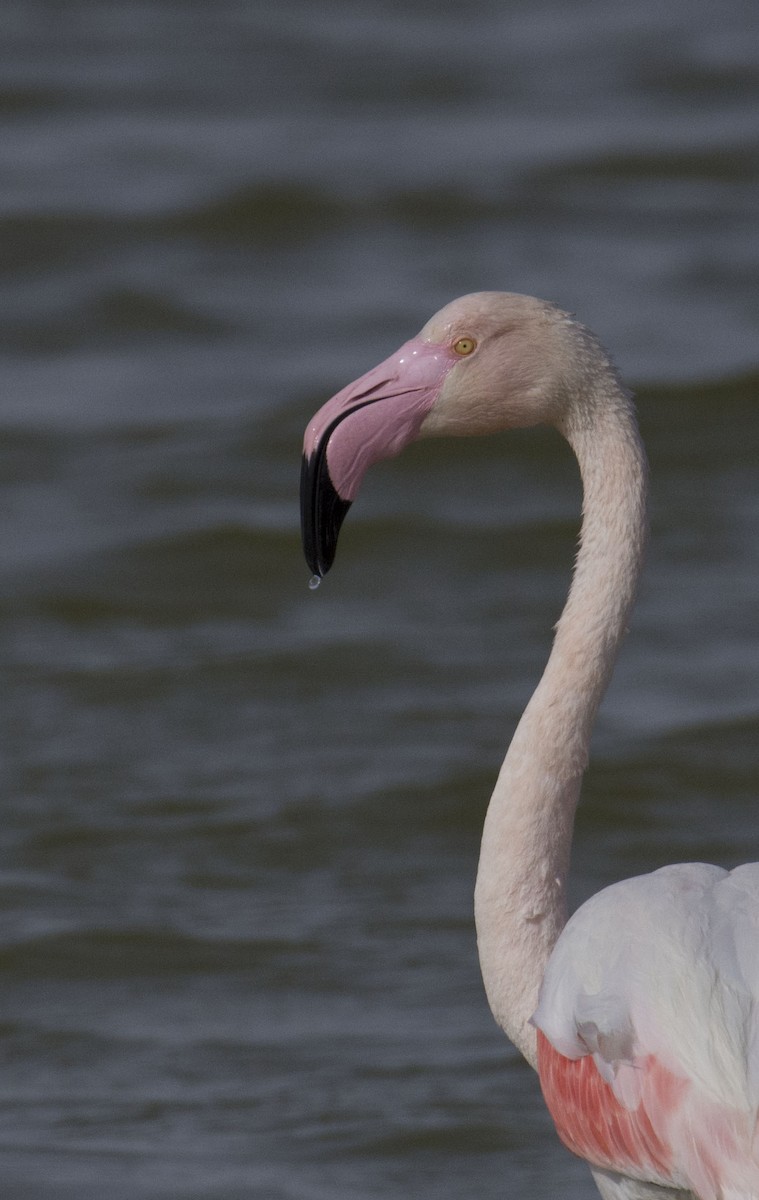 Greater Flamingo - Marky Mutchler