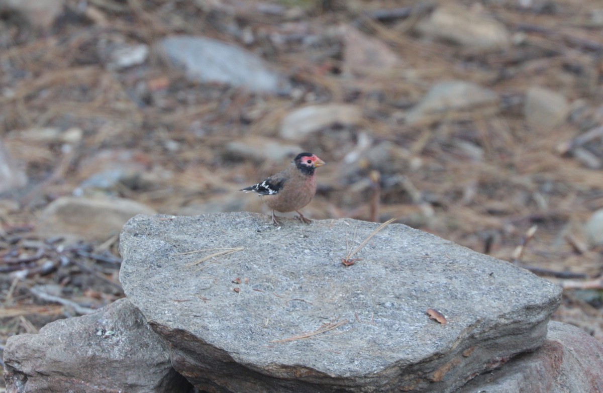 Spectacled Finch - ML91707821