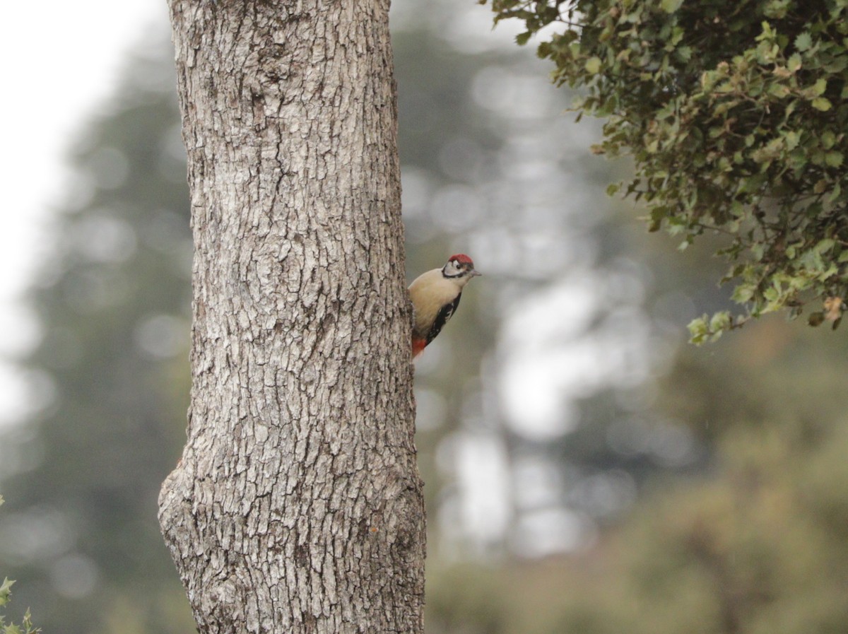 Himalayan Woodpecker - ML91708111