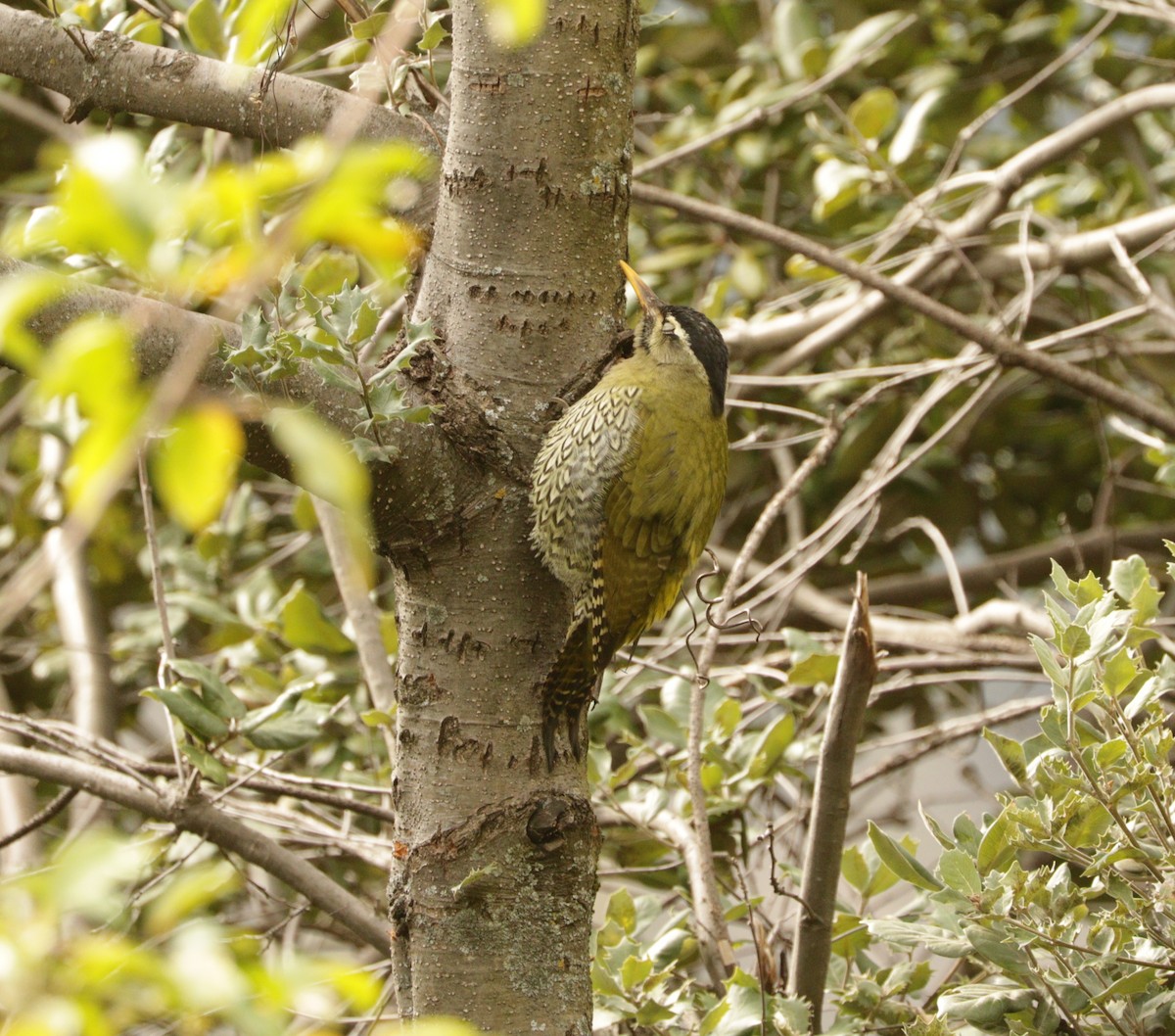 Scaly-bellied Woodpecker - Suresh  Rana