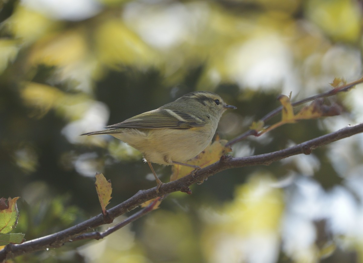 Hume's Warbler - ML91708441