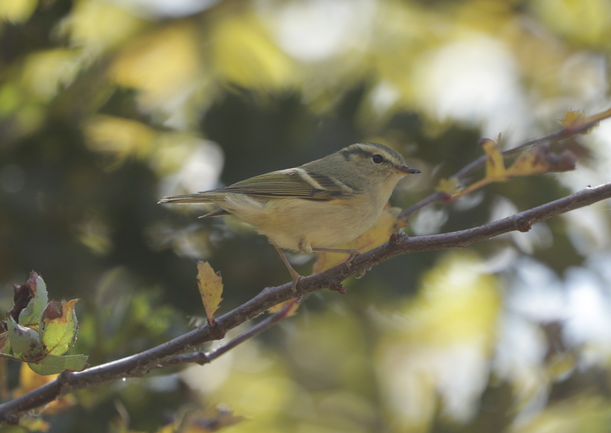 Hume's Warbler - ML91708451